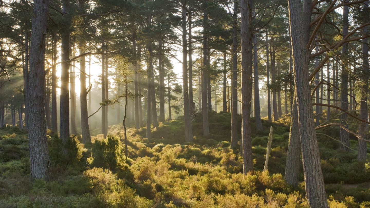 Forêt de pins calédoniens (pinus caribaea), Parc national des Cairngorms, Écosse