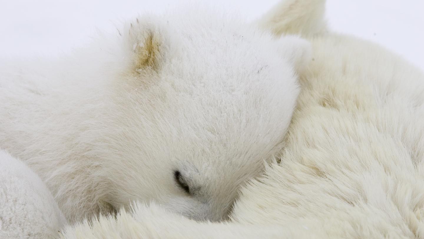 Ours polaire (Ursus maritimus) emmitouflé dans sa maman, Manitoba, Canada