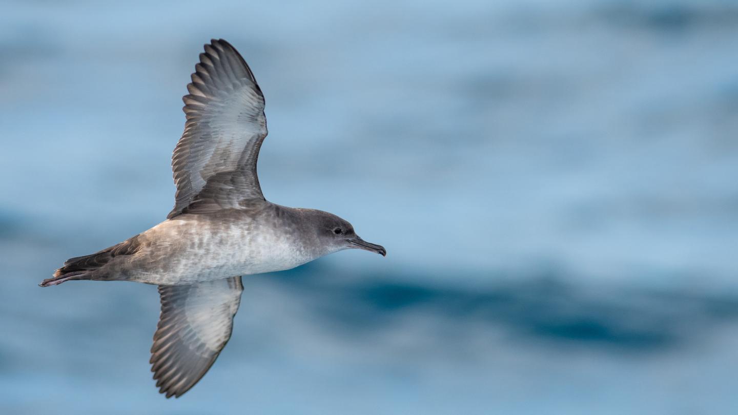 Puffin des Baléares (Puffinus mauretanicus)