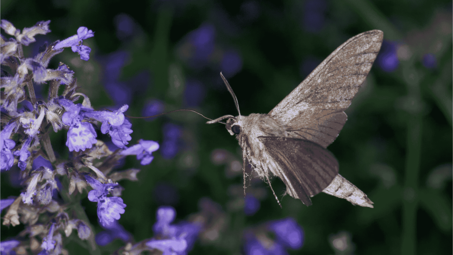 Un sphinx du pin (Sphinx pinastri) 