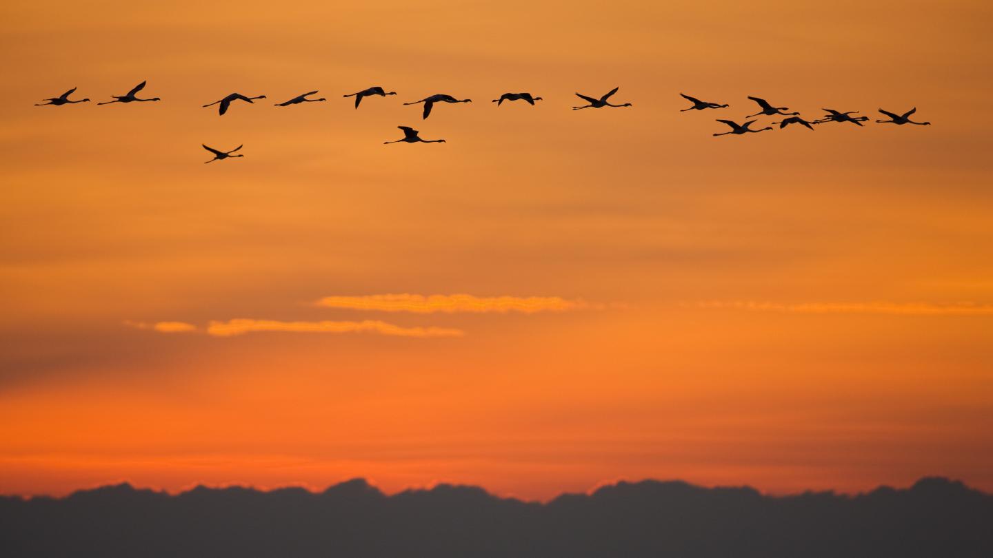 Flamants roses (Phoenicopterus roseus) photographiés au vol au coucher de soleil, Camargue, France