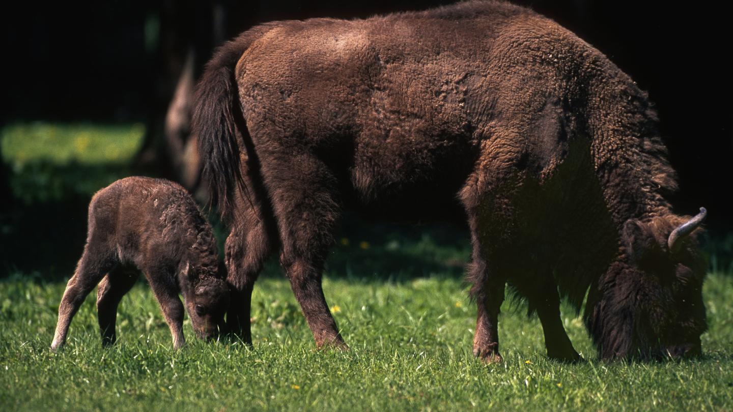 Femelle bison d’Europe (Bison bonasus) avec son veau nouveau-né