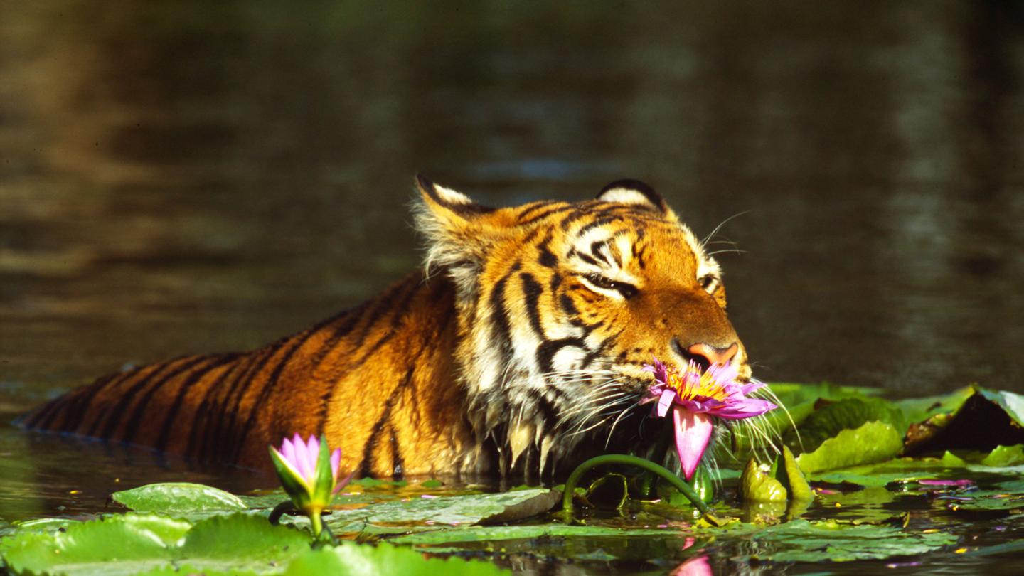 Tigre indien (Panthera tigris) humant des nénuphars, Thaïlande