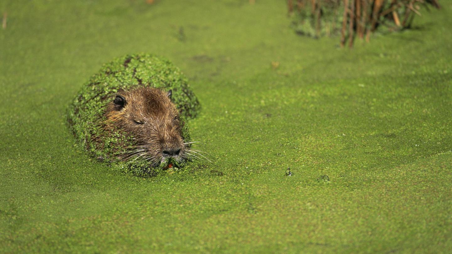 Ragondin (Myocastor coypus)