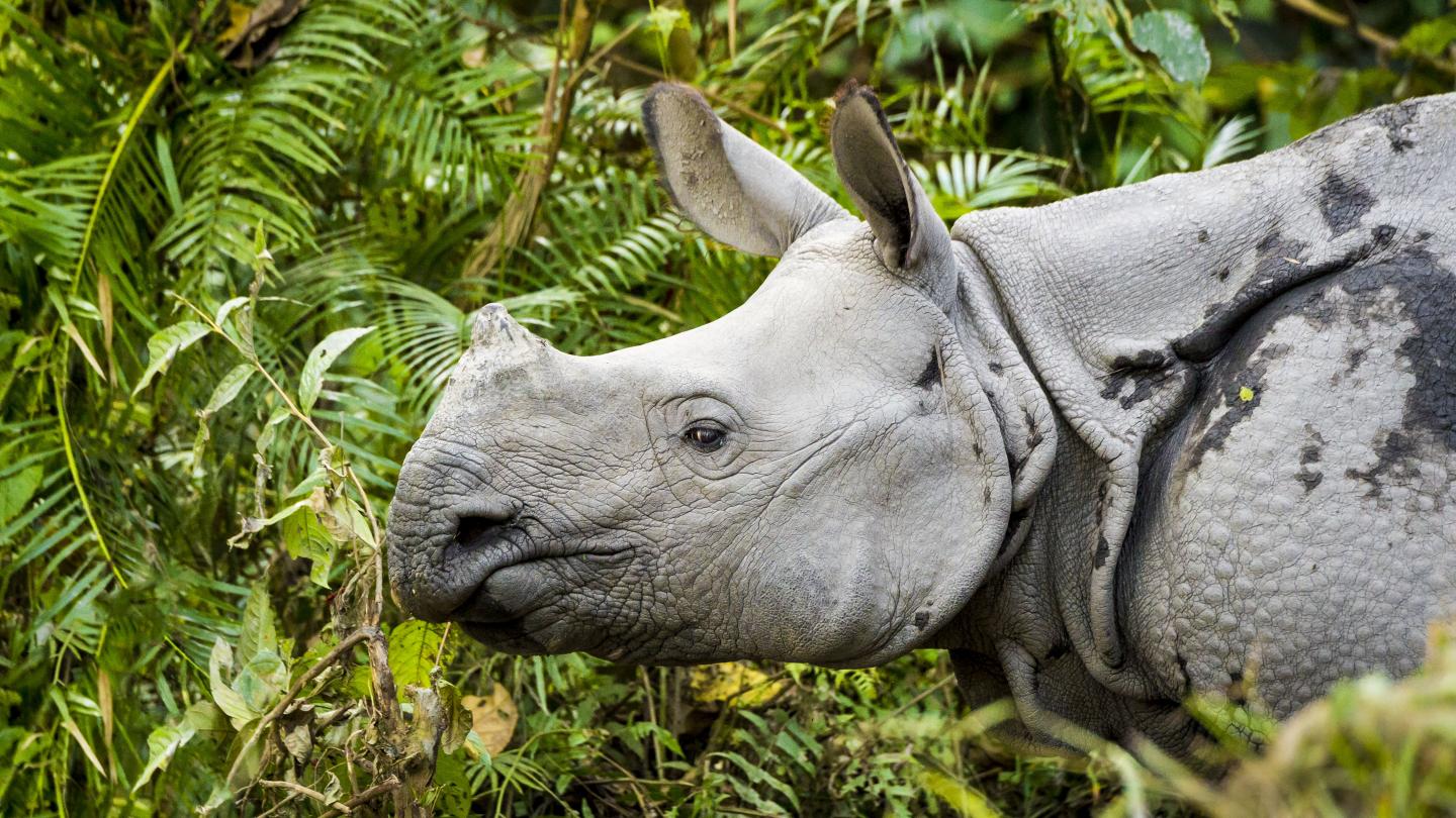 Indian rhino (Rhinoceros unicornis) in the Kaziranga National Park, India