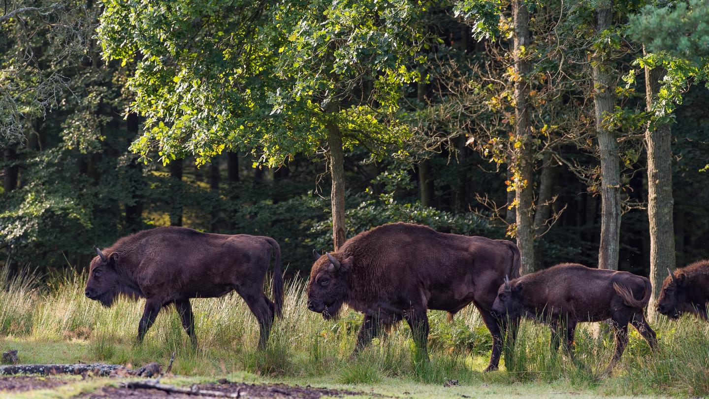 Troupeau de bisons (Bison bonasus)