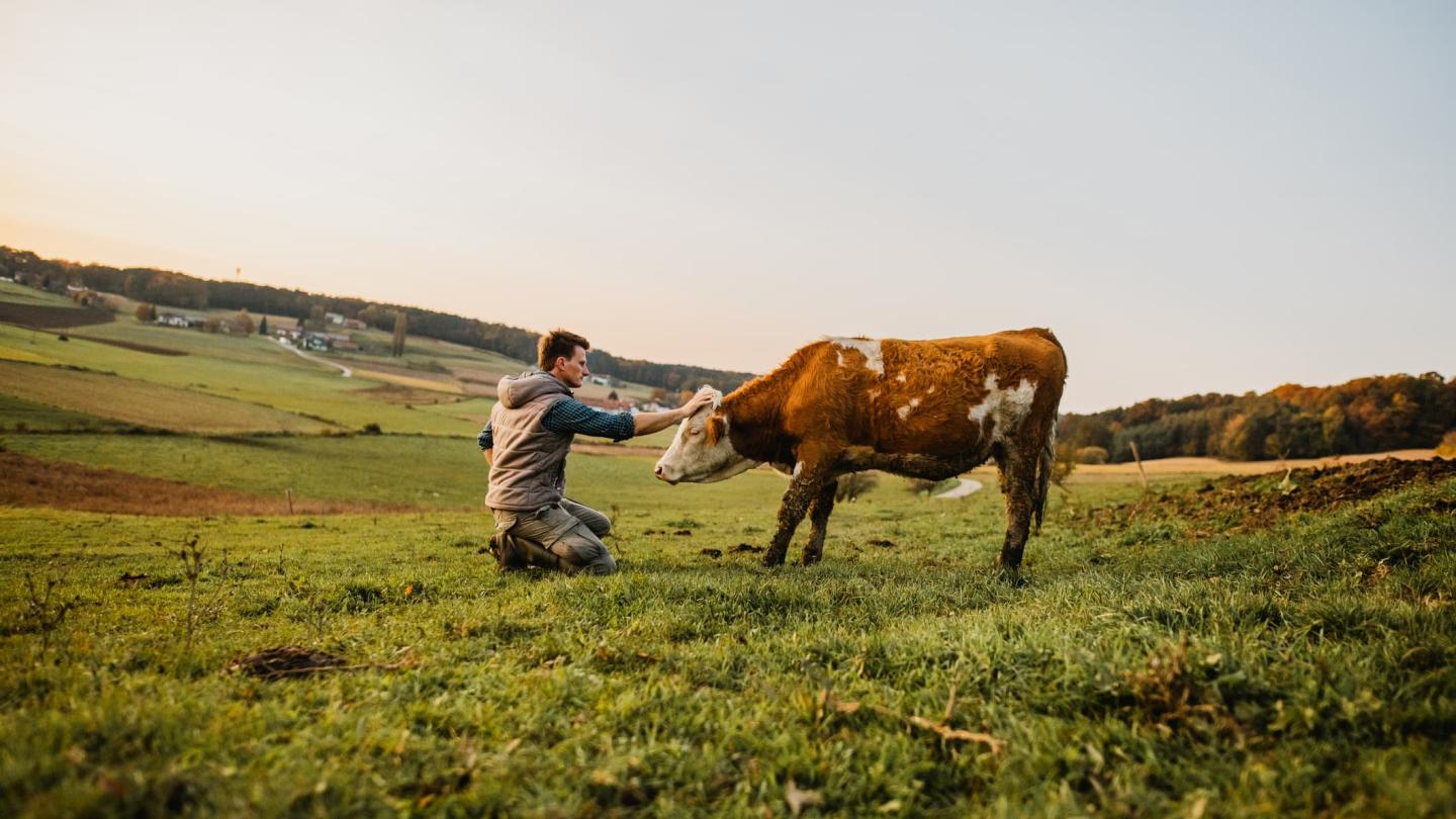 Agriculteur qui caresse sa vache dans une prairie