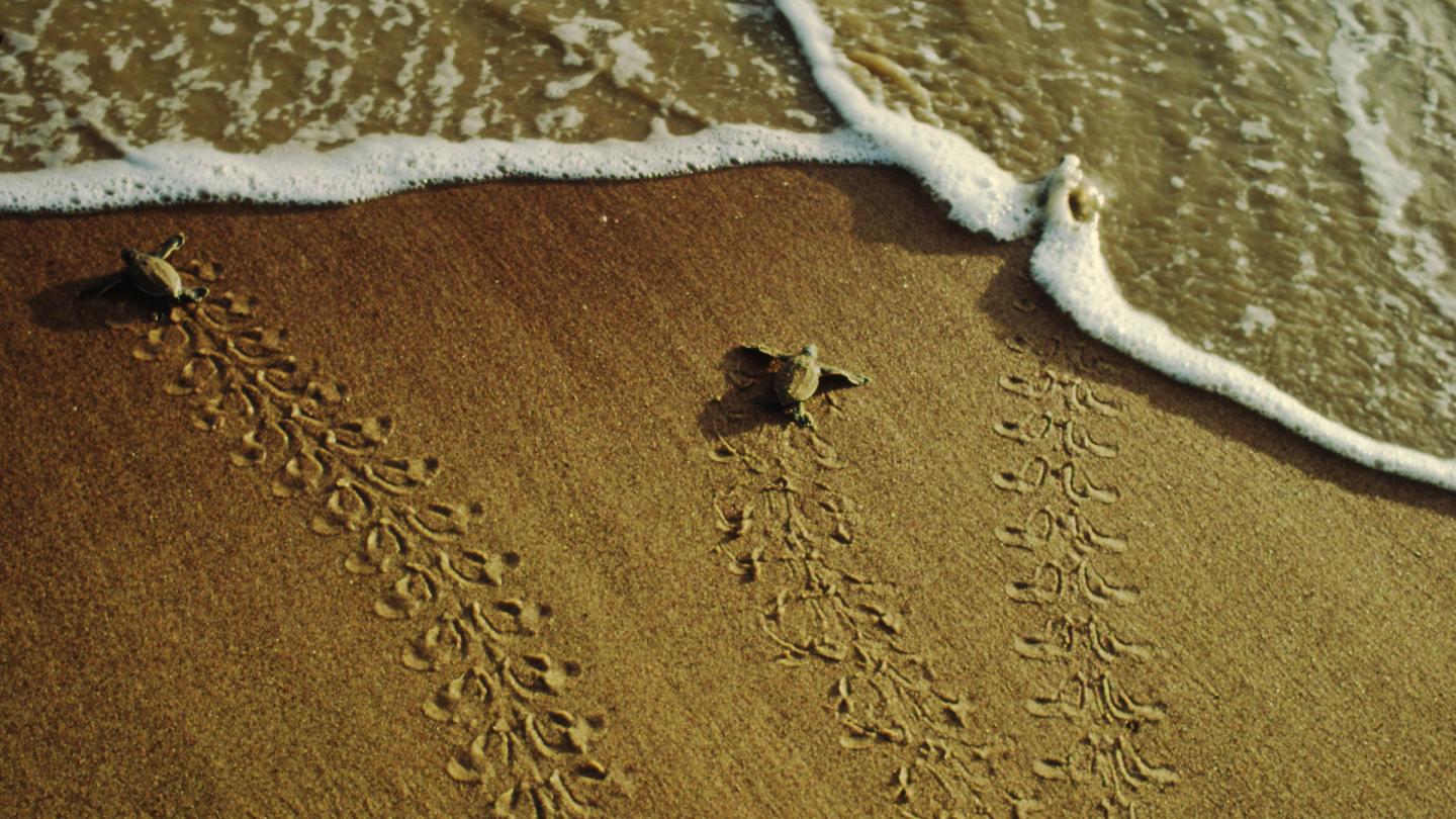 Tortues luth rejoignant l'océan, Indonésie