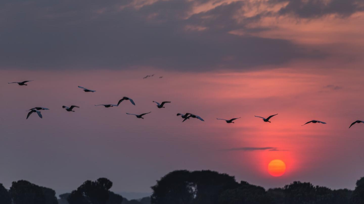 Oiseaux sauvages volant au-dessus de la réserve du village de Kavanyongi, République Démocratique du Congo