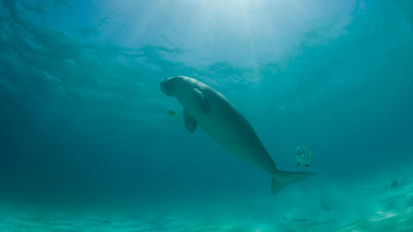 Dugong (dugong dugong) reprenant son souffle à la surface de l'eau, Palawan, Philippines