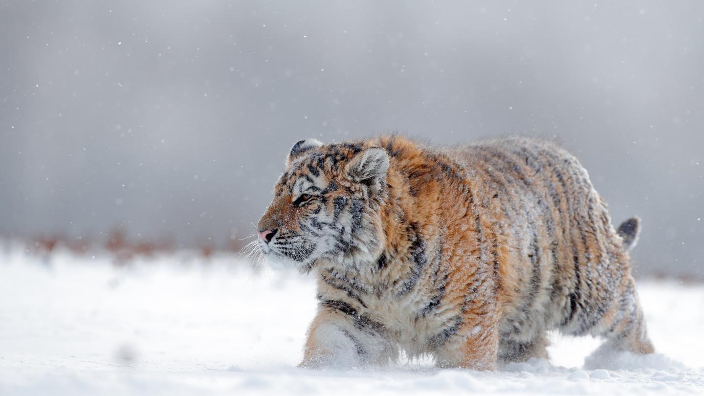 Tigre de l’Amour (Panthera tigris altaica) avec un pelage épais dans la neige, en Russie.
