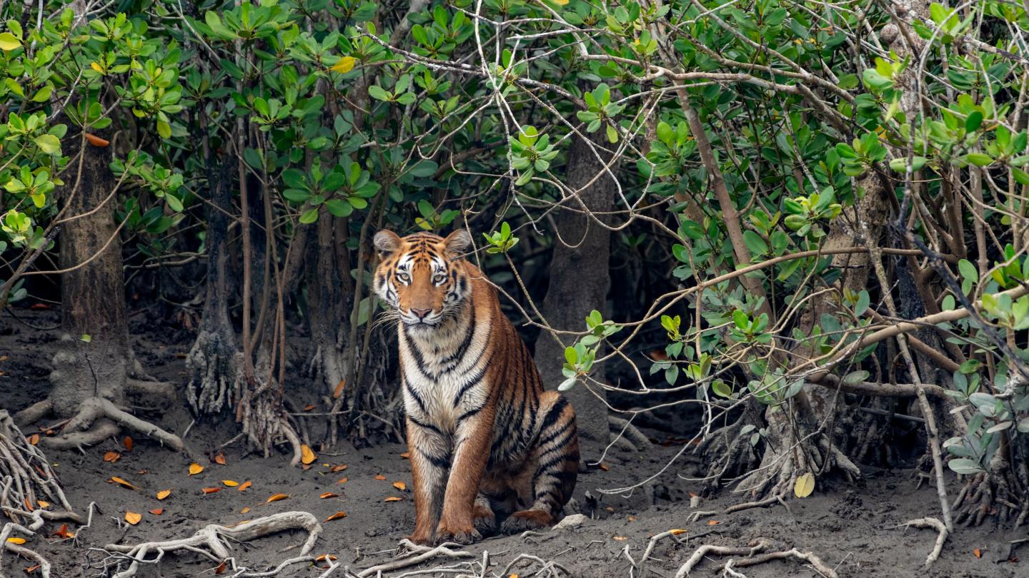 Tigre (Panthera tigris) entouré de mangroves, Sundarbans indiens