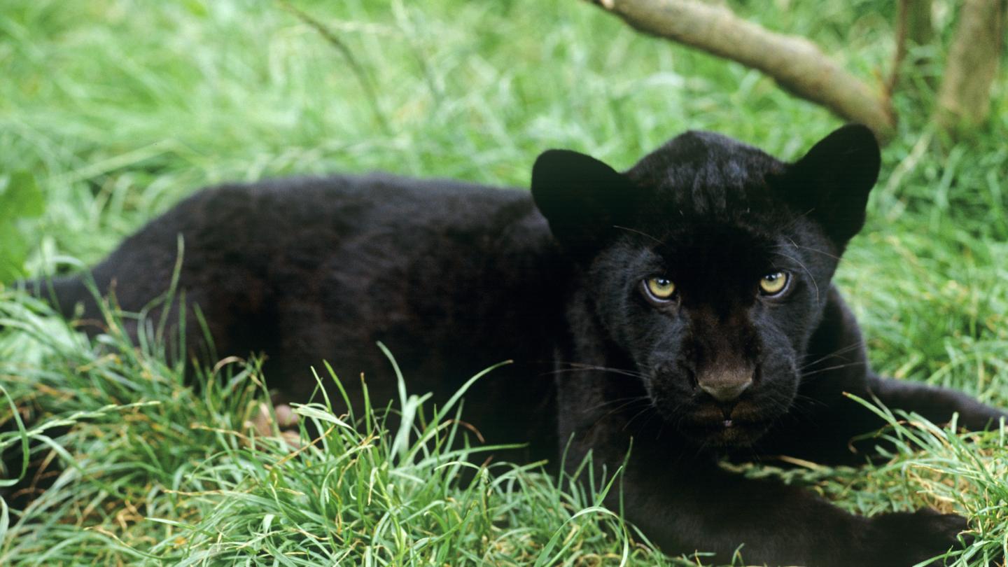 Jaguar noir bébé (Panthera onca)