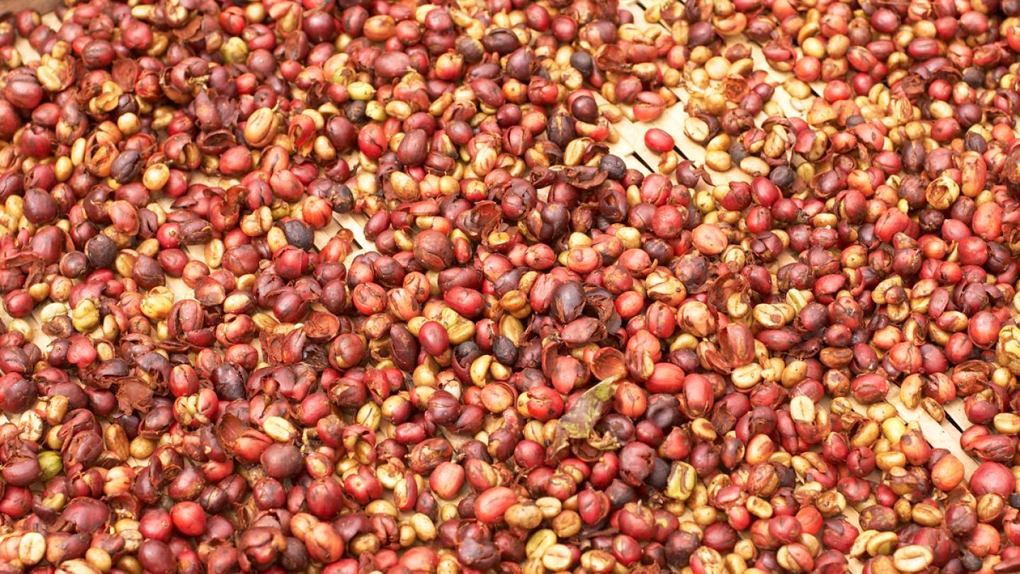 Graines de café de Lampung