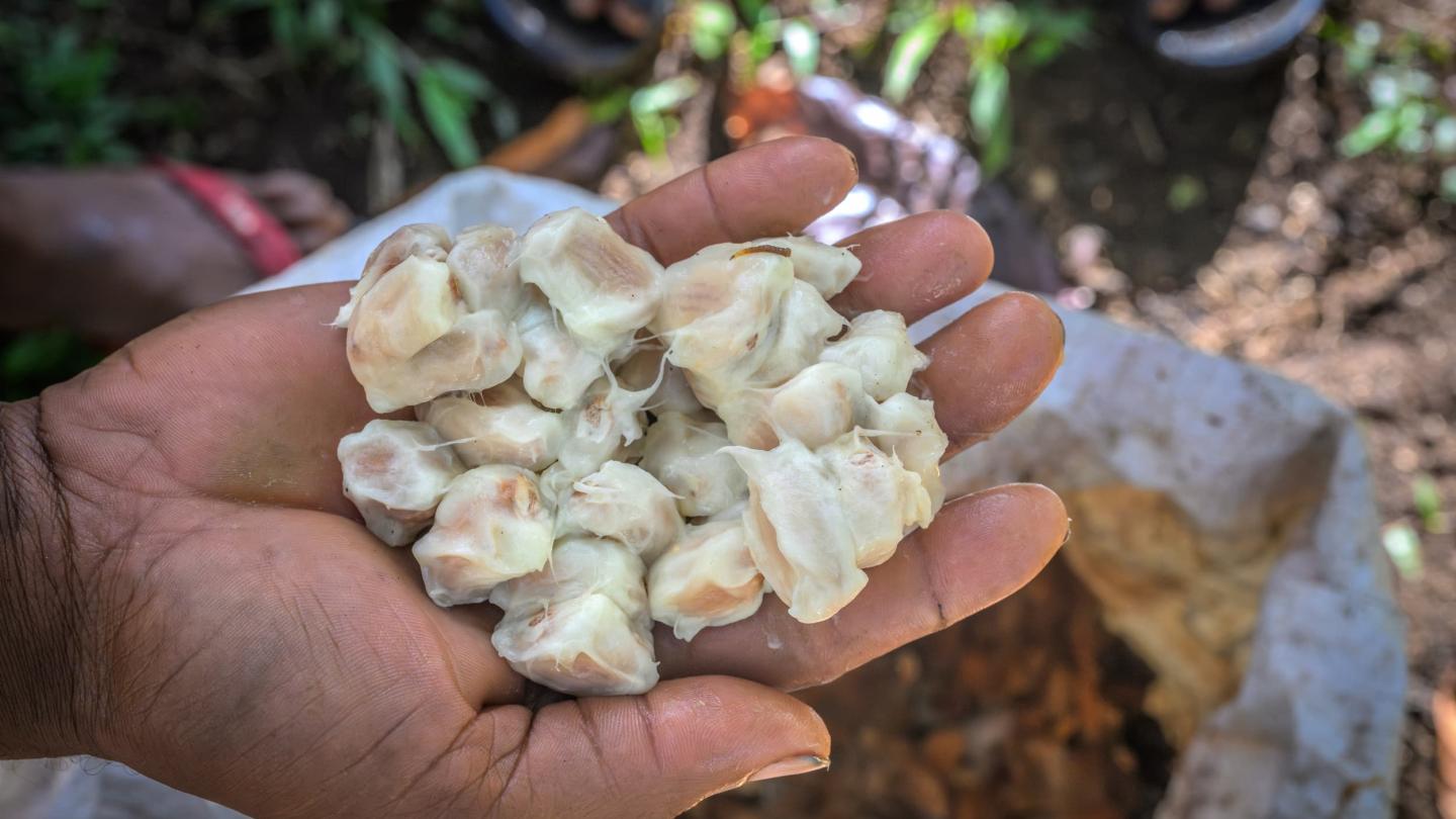 Fèves de cacao fraîches, prêtes pour la fermentation, Papouasie-Nouvelle-Guinée