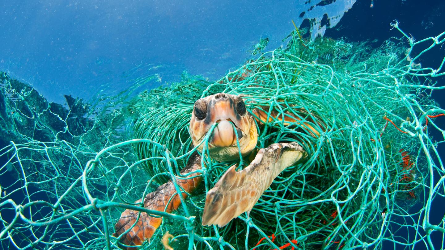 Tortue caouanne (Caretta caretta) prise au piège dans un filet abandonné dérivant, mer Méditerranée