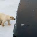 Ours polaire au bord de la banquise fondue