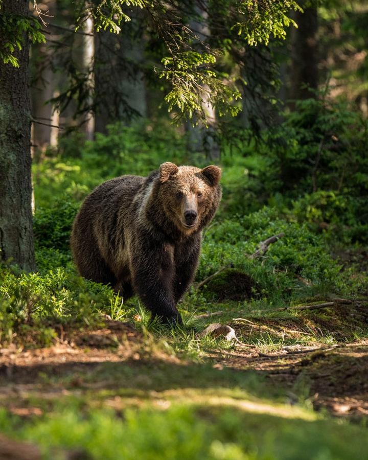 Ours brun (ursus arctos) qui a repéré le photographe dans la forêt
