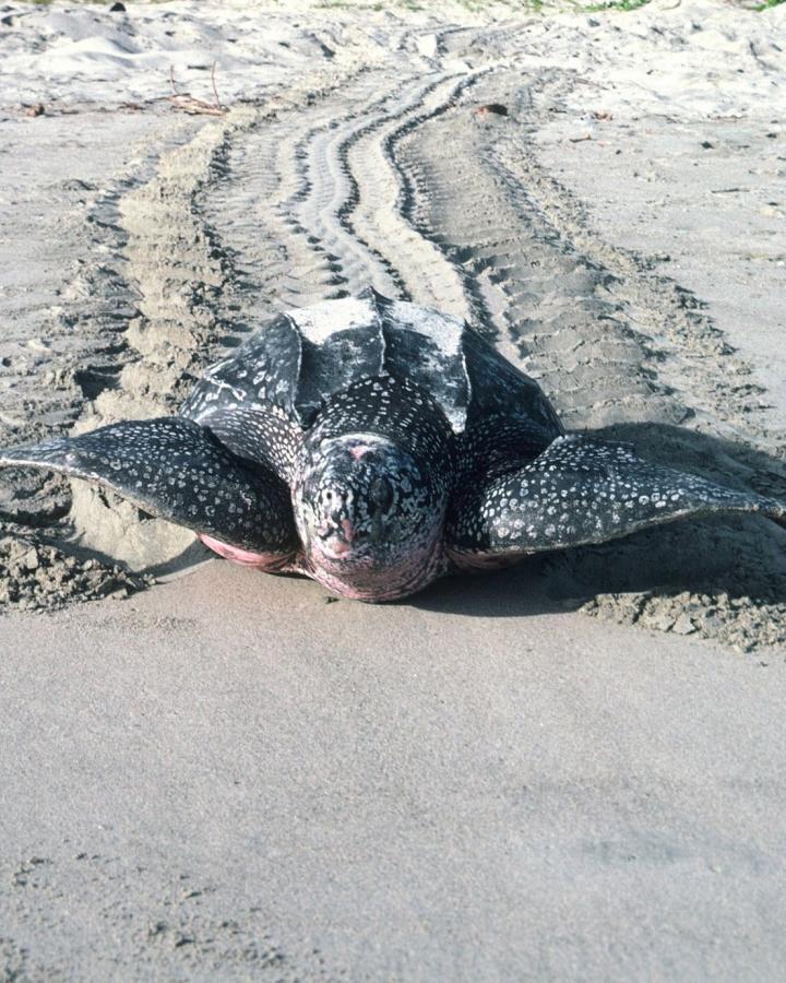 Tortue Luth en train de ramper sur le sable (Indonésie)