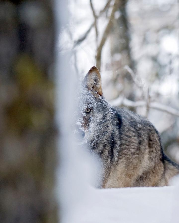 Loup dans la neige et caché derrière un arbre en Russie