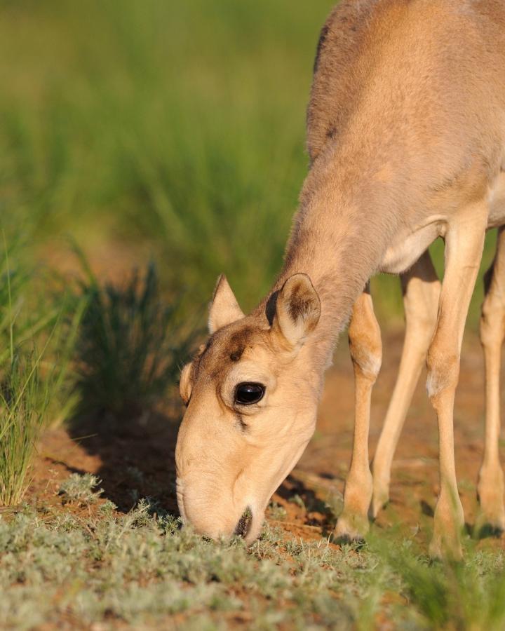 Antilope saïga dans la réserve naturel de la République de Kalmoukie