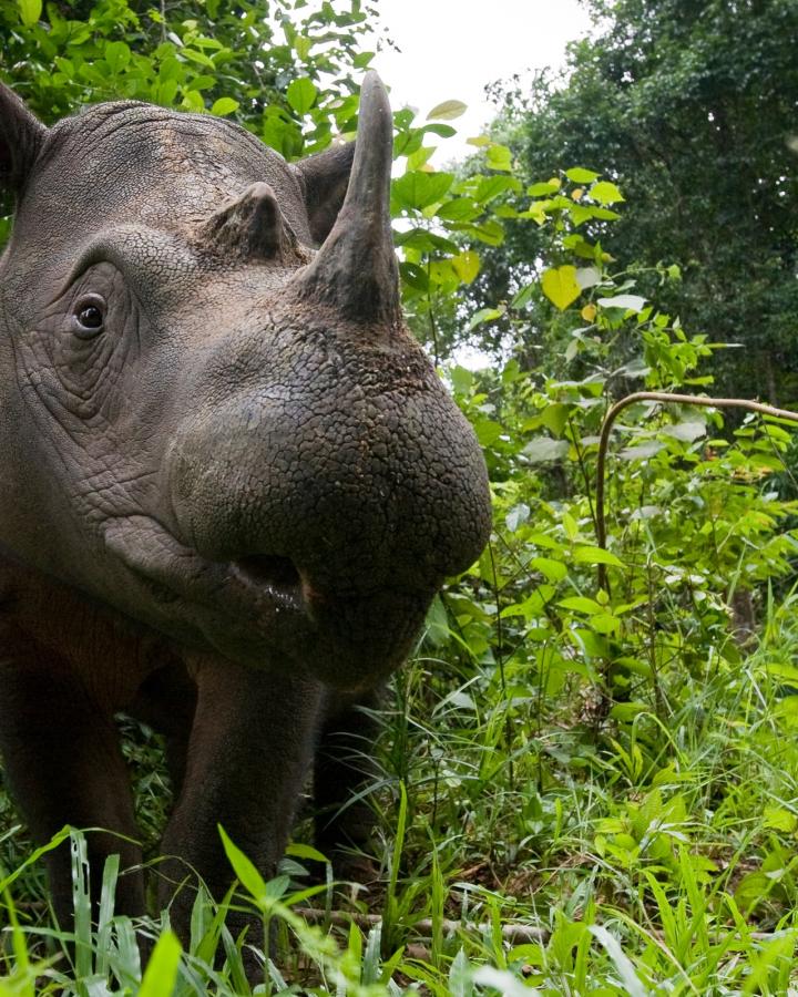 Rhinocéros de Sumatra dans le parc national de Way Kambas (Indonésie)