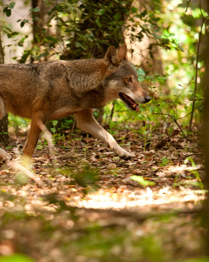 Loup se baladant dans une forêt en Italie