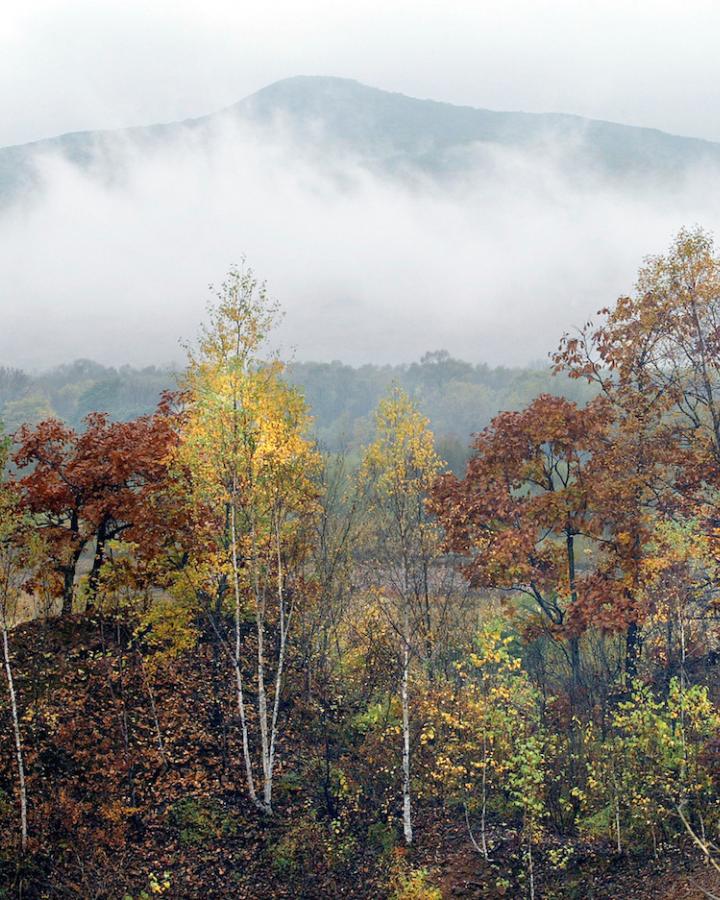 Forêt de la Réserve naturelle de Lazovsky, Sikhote-Alin (Russie)