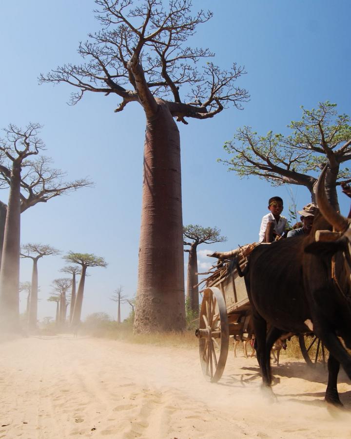 Allée des baobabs, Morondava (Madagascar)