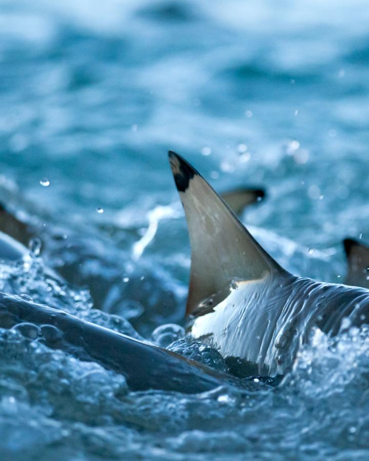 Ailerons de requins de recif à pointes noires (Carcharhinus melanopterus), Seychelles, Océan Indien