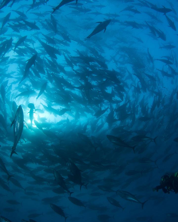 Thon rouge de Méditerranée (Thunnus thynnus). Murcia, Espagne