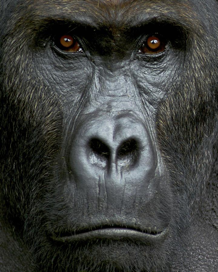 Portrait d'un gorille des plaines orientales, ou gorille de Grauer, (Gorilla beringei graueri). Kahuzi Biega NP, RDC