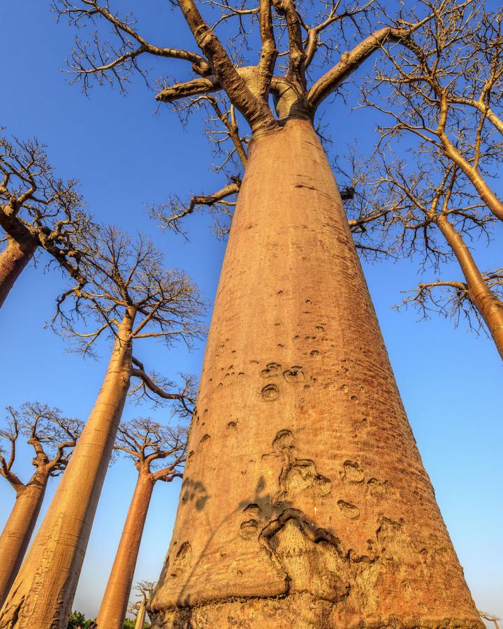 Allée des Baobabs près de Morondava (Madagascar)