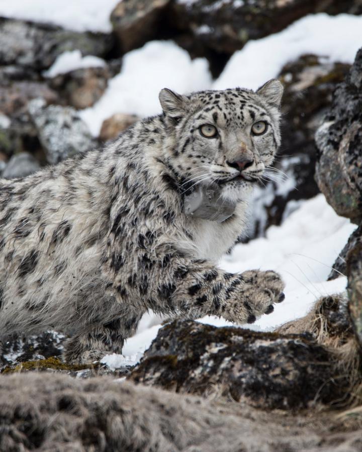 Yalung, 4ème panthère des neiges a s'être fait posé un collier satellite, Kangchenjunga Conservation Area on 8 May 2017 (Népal)