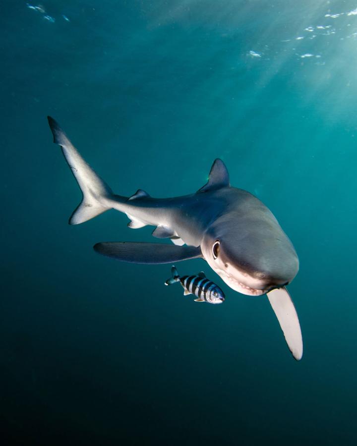 Requin bleu (Prionace glauca), Gansbaïa dans les eaux d'Afrique du Sud