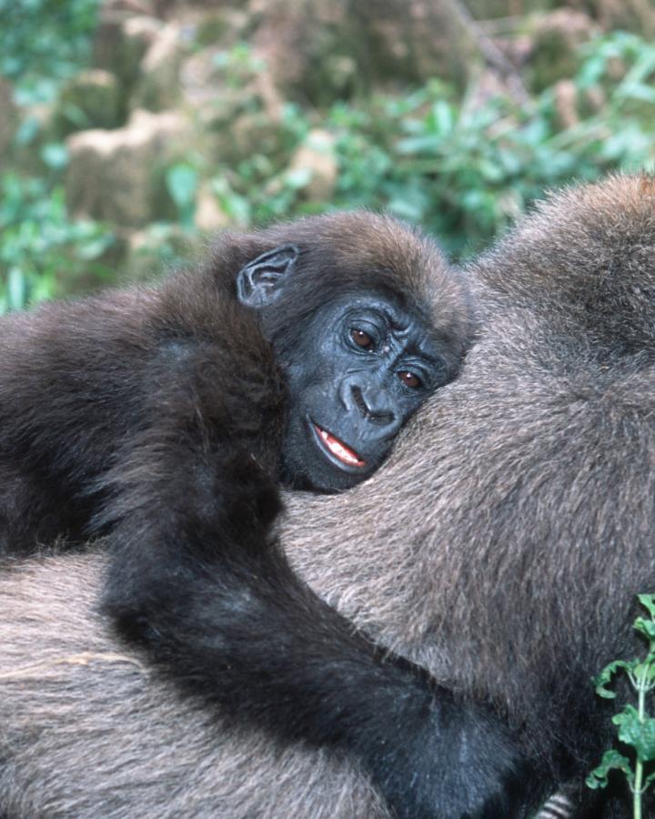 Jeune gorille des plaines occidentales (Gorilla gorilla gorilla) sur le dos de sa mère en Ouganda 