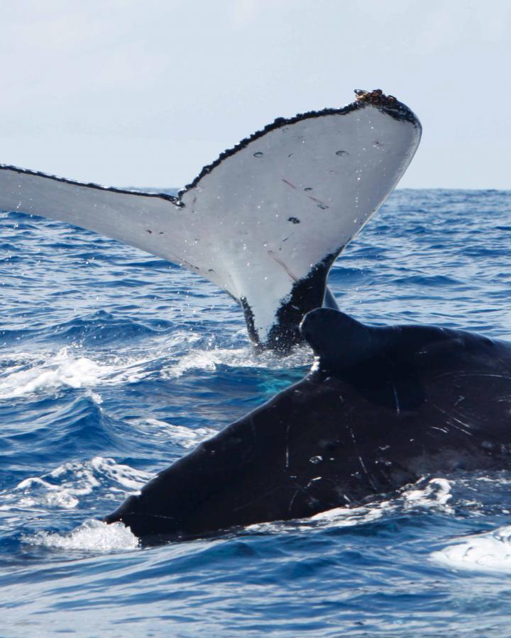 Baleine à bosse (Megaptera novaeangliae) et un autre cétacé au large de la Nouvelle-Calédonie 