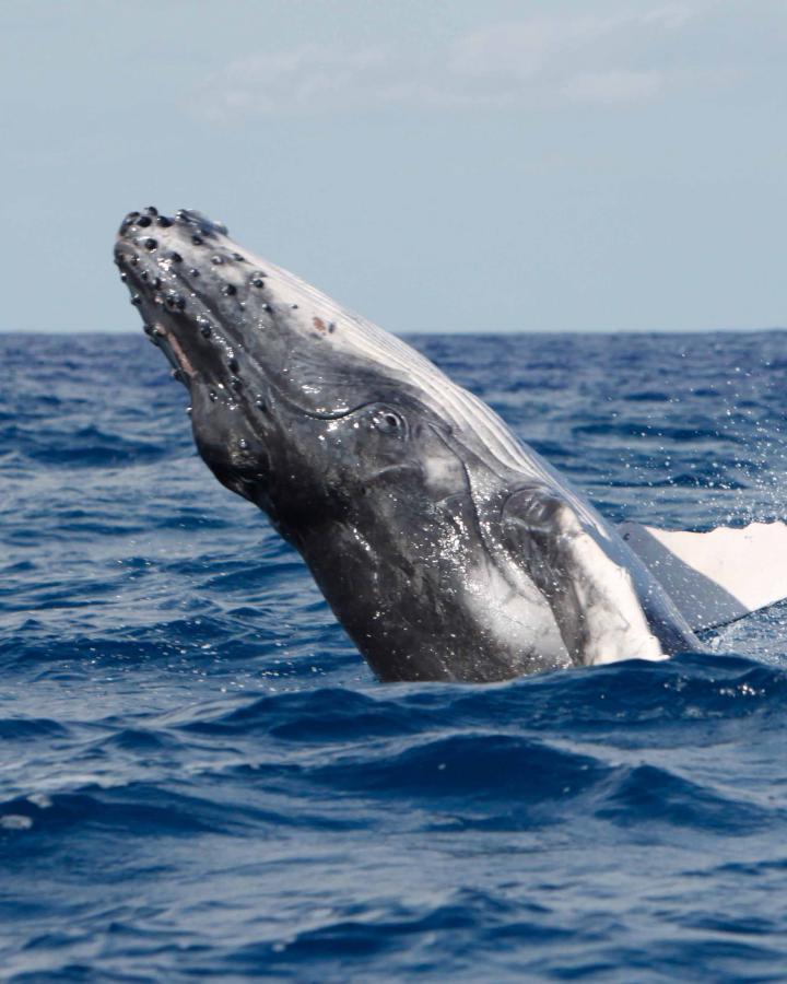 Baleine à bosse (Megaptera novaeangliae) au large de la Nouvelle-Calédonie 