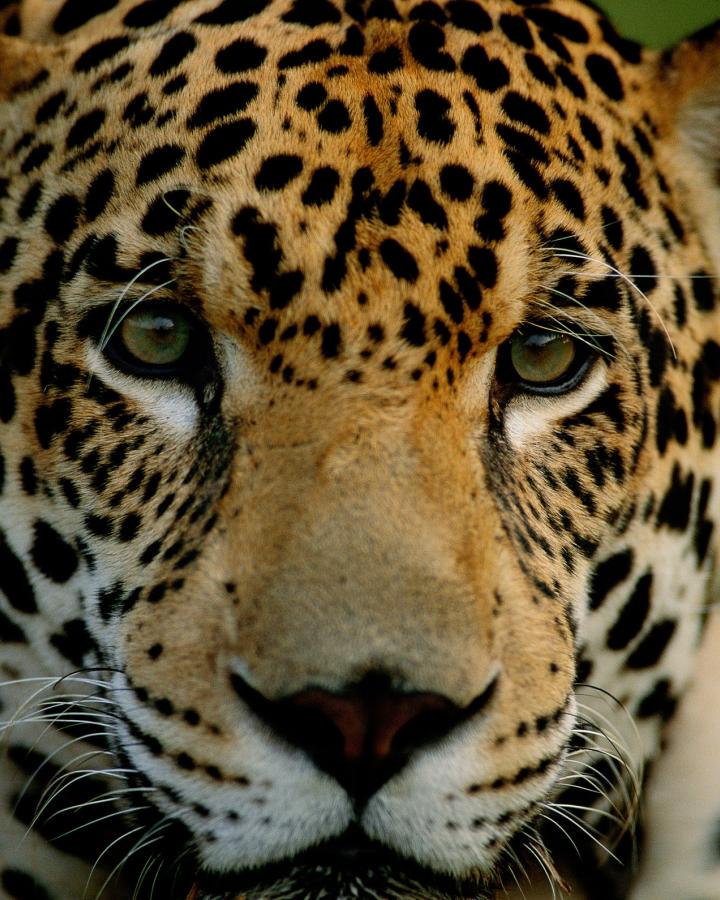jaguar dans la région du Pantanal au Brésil