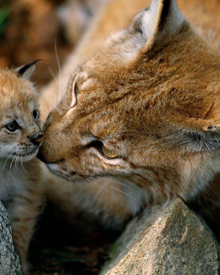 Jeune lynx boréal (Lynx Lynx) et sa mère en Norvège