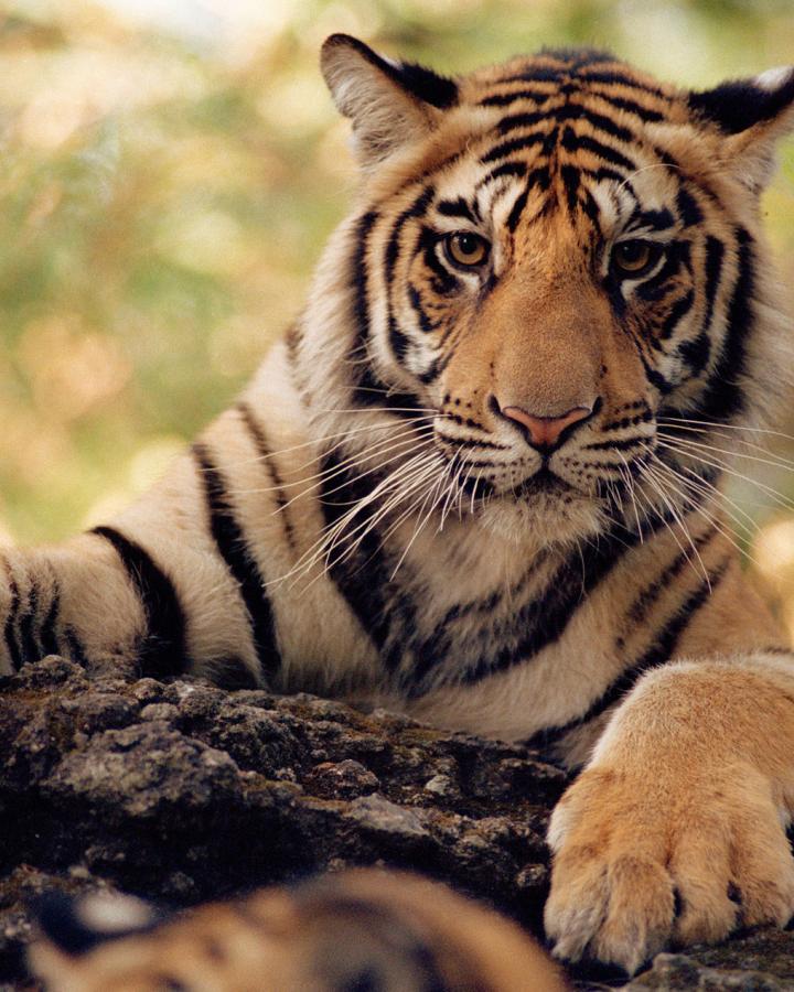 Tigre (Panthera tigris) du Bangale les pattes posées sur un tronc, Parc national de Bandhavgarh, Inde