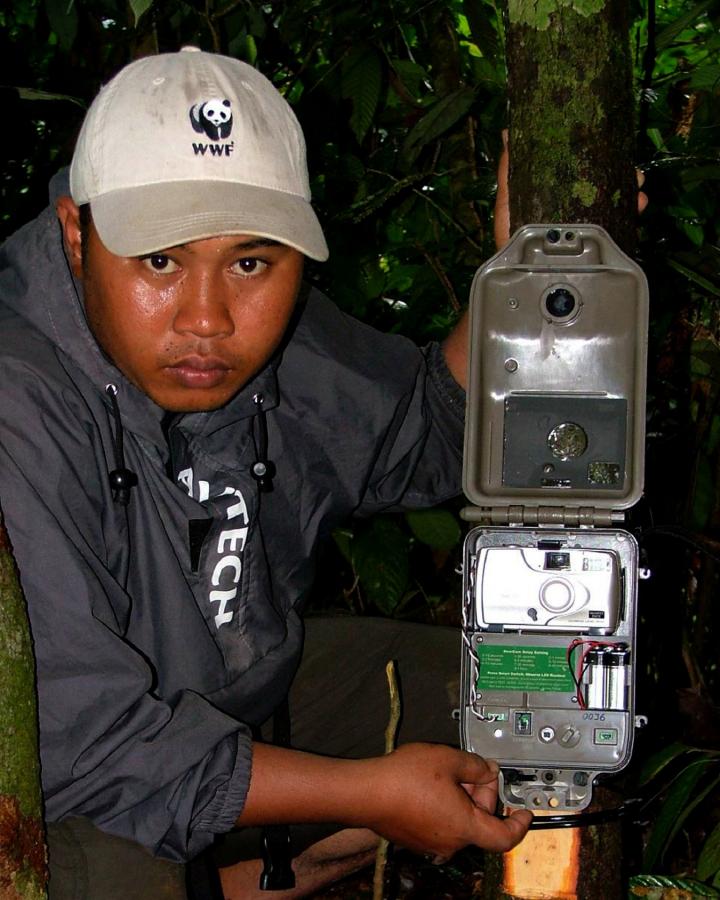 Pose d'un camera trap pour avoir des image du Tigre de Sumatra 