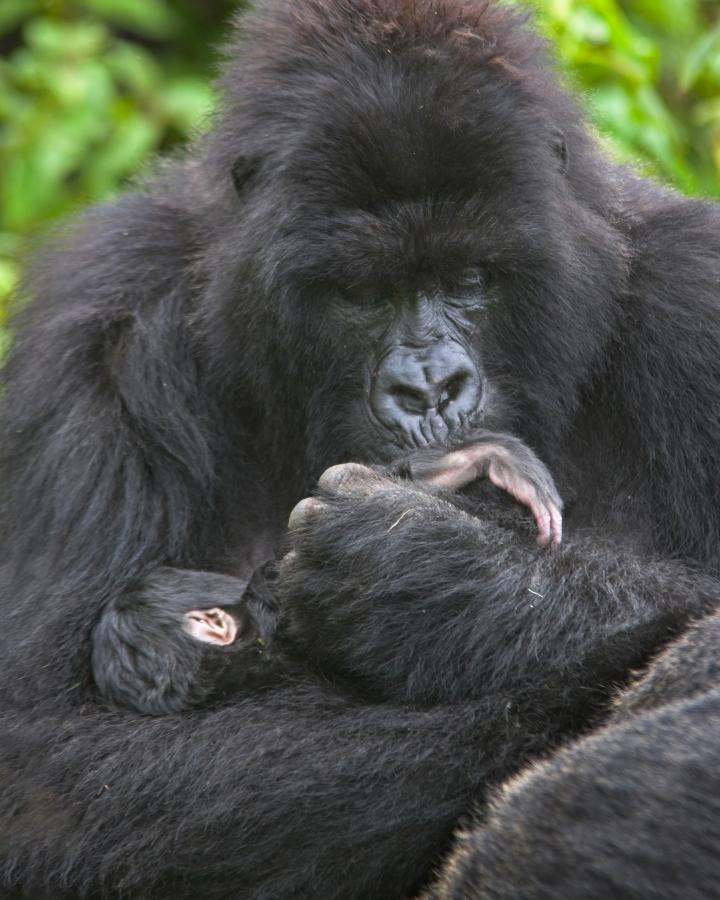Mère gorille de montagne (Gorilla beringei beringei) avec son petit âgé d'une semaine