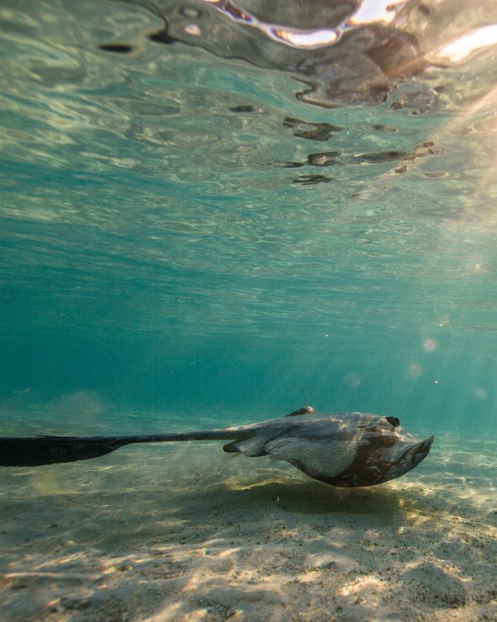 Raie au large de Heron Island en Australie