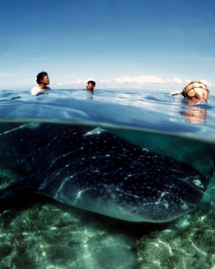 Requin baleine (Rhincodon typus) au Philippines