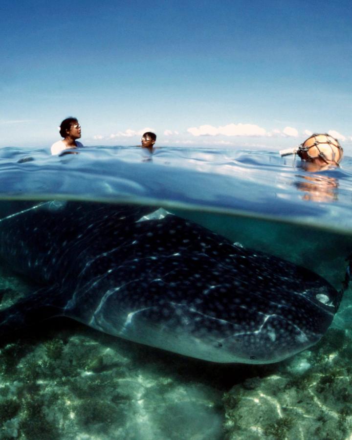 Requin baleine  (Rhincodon typus) au Philippines 