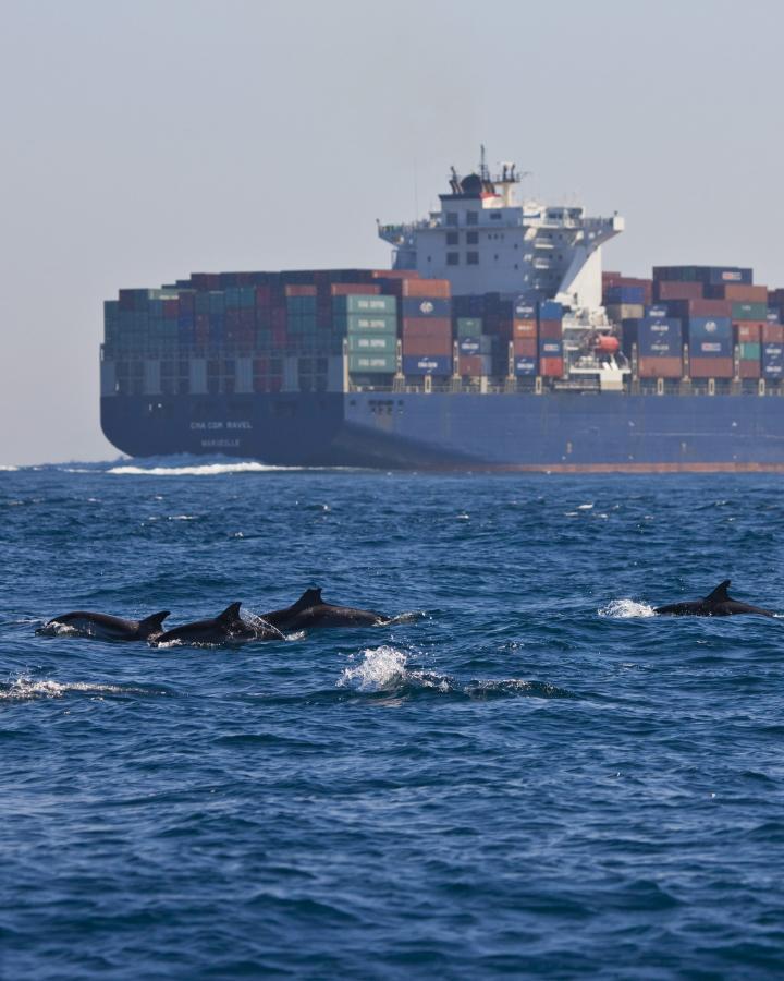 Dauphins bleus et blancs au large de l'Espagne