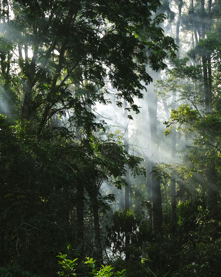 Forêt malgache, Parc amazonien de Guyane