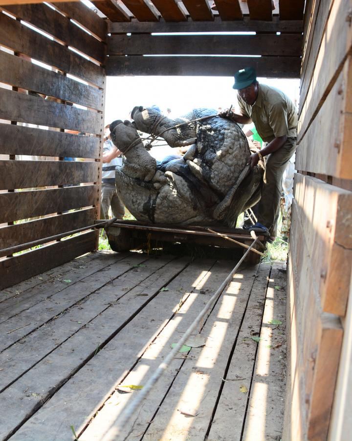 Chargement d'un rhinocéros endormi au Népal pour son déplacement