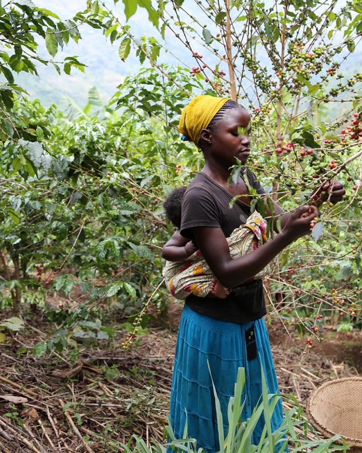 Agricultrice cultivant le café dans la région du Rwenzori